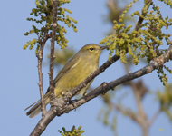 Orange crowned Warbler 2209